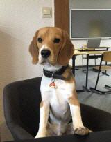Karl, der Beagle der Fahrschule